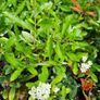 Pyracantha Firethorn Hedging Image 7