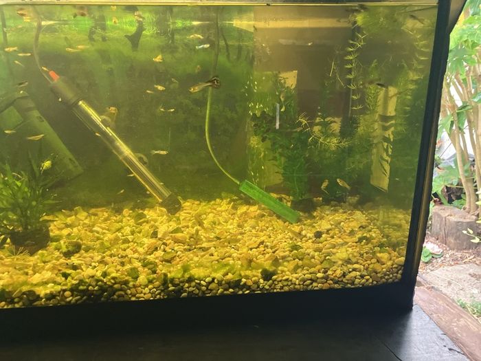 Fish tank with guppies
