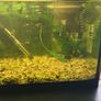 Fish tank with guppies Image 6