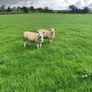 PBR Texel ewe lambs Image 4
