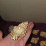 Sea Shell Collection Image 8