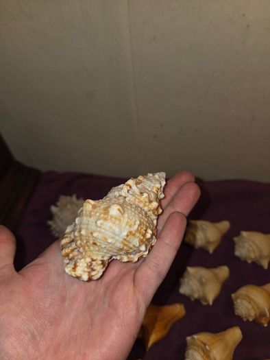 Sea Shell Collection