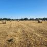 Hay Organic Hay Image 4