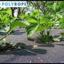 Weed Control Fabric Groundcover Image 2