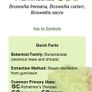 Essential Oil - DoTERRA Frankincense 2ml Image 3