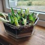 Houseplant- Zebra Haworthia Image 9