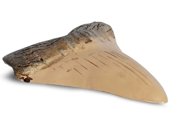 1/1  copy of a prehistoric megladon shark tooth.