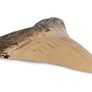 1/1  copy of a prehistoric megladon shark tooth. Image 4