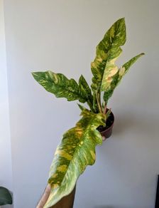 Philodendron Ring of Fire Plant