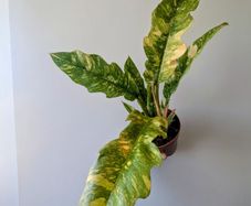 Philodendron Ring of Fire Plant