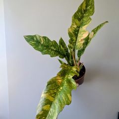 Philodendron Ring of Fire Plant