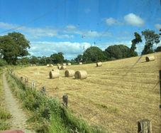 Quality hay in field