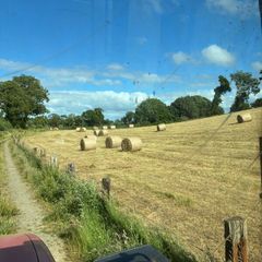 Quality hay in field