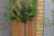 Pinus pinea italian stone pine half standard