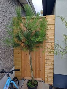 Pinus pinea italian stone pine half standard