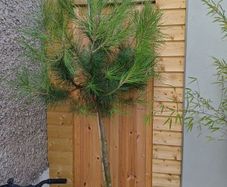 Pinus pinea italian stone pine half standard