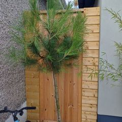Pinus pinea italian stone pine half standard