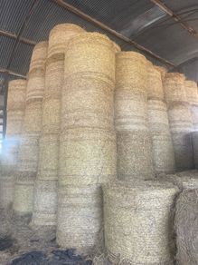 wheaten straw