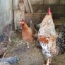 Fertile hatching eggs Image 5