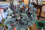 plants