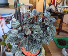 plants