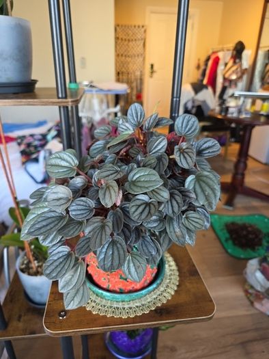 plants