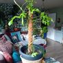 large monstera Minima with wicker pot Image 2