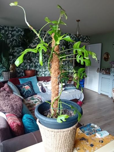 large monstera Minima with wicker pot