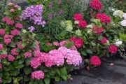 Hydrangea