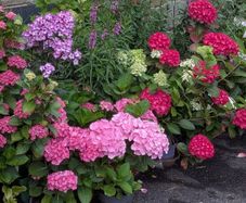 Hydrangea
