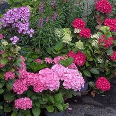Hydrangea