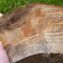 210 Million Year Old Understood WOOD Fossil from Triassic Arizona 2,335gr Image 4