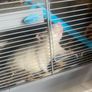 2 sweet rats Image 4
