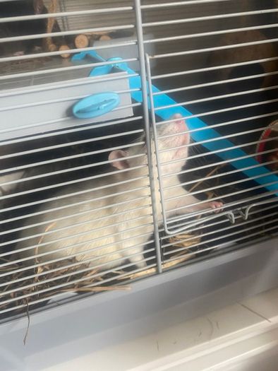 2 sweet rats