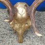 26" Stag's head Antlers Image 5