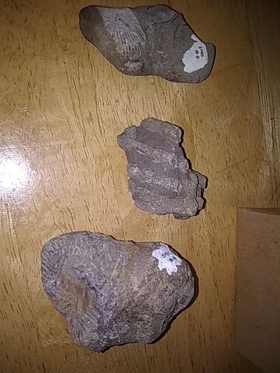 fossils - potentially hundreds of millions of years old