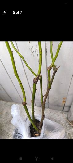 garden plants