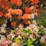 Tall Rhododendron Plants Image 4