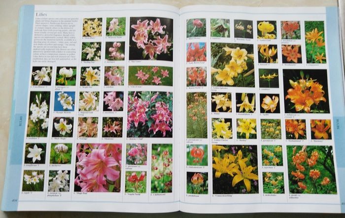 The Royal Horticultural Society New Encyclopedia of Plants and Flowers.