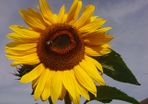 Giant Sunflower Seeds