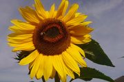 Giant Sunflower Seeds