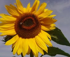 Giant Sunflower Seeds