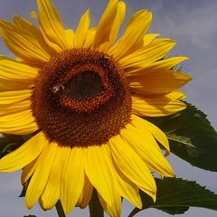Giant Sunflower Seeds