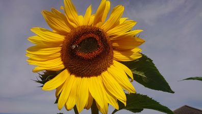 Giant Sunflower Seeds