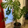 Big Monstera Plant Image 2