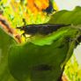 Fish Tank Shrimps Image 3