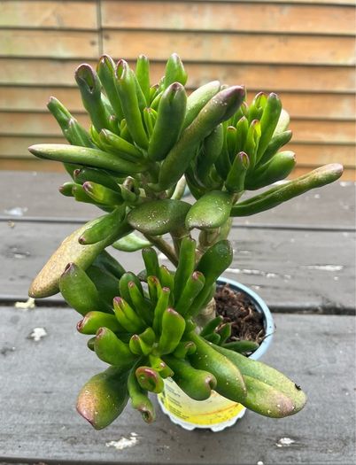 Spoon Jade plant