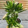 Spoon Jade plant Image 2