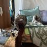 Kittens Image 2