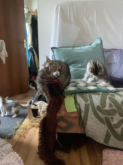 Kittens